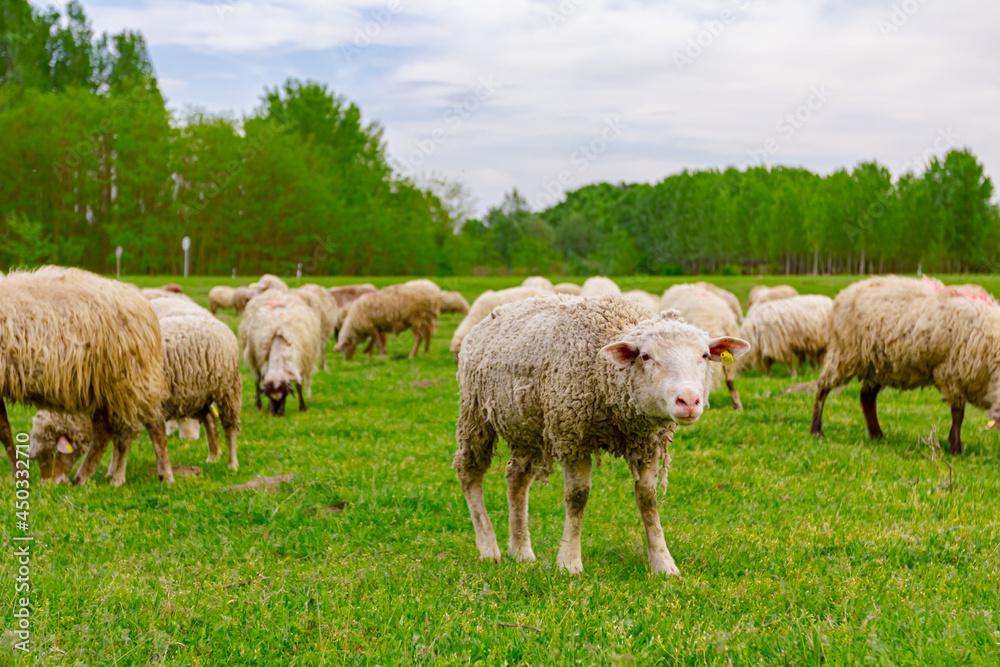 Sheep are grazing grass, on a pasture, meadow over hill Sheep are grazing grass, on a pasture, meadow over hill