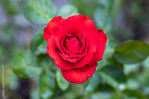 Select focus Red Roses on a bush in a garden. Thailand