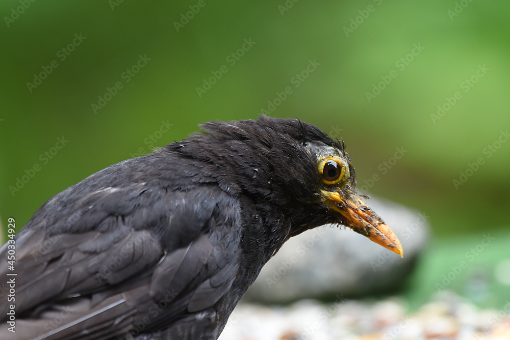 Obraz premium Nahaufnahme einer Amsel