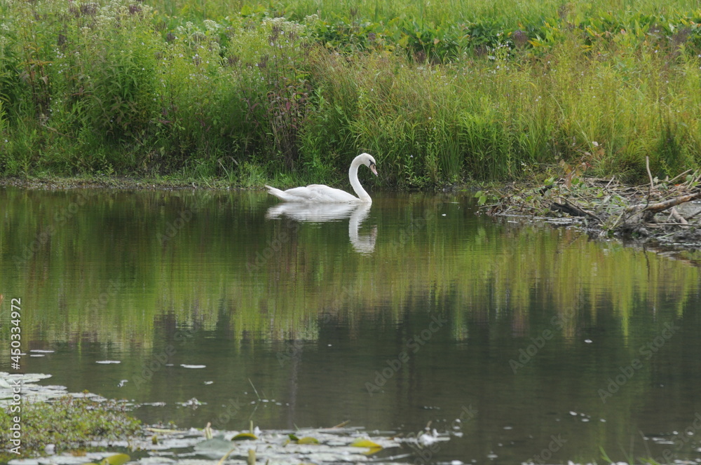 white swan with reflection in the water