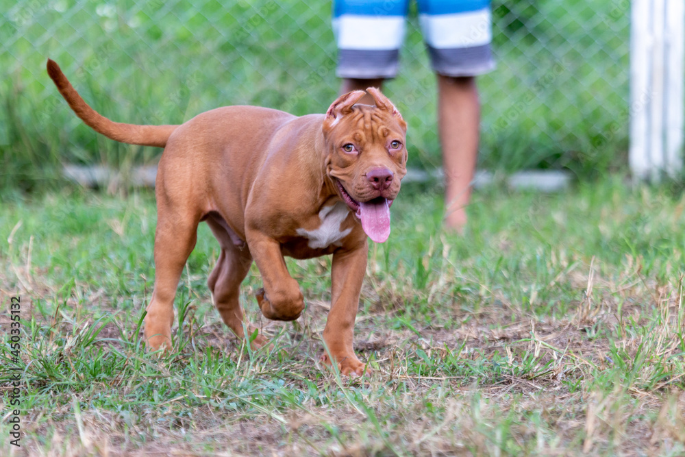 Three-month-old pitbull puppy A big, perfect young brown pitbull. Stroll in a large cage with a wide lawn. in a dog farm in Thailand Three-month-old pitbull puppy A big, perfect young brown pitbull. Stroll in a large cage with a wide lawn. in a dog farm in Thailand