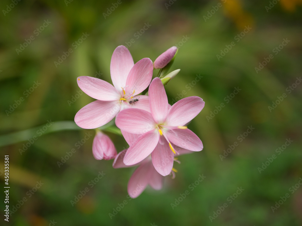 Obraz premium FLOR BLANCA Y MORADA CON SEMILLAS AMARILLAS