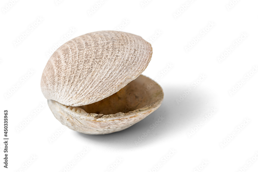 Shell isolated on a white background, including clipping path