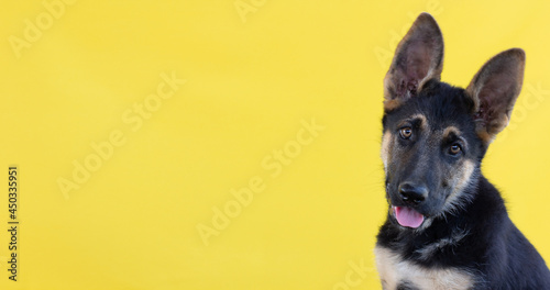 The german shepherd puppy on a yellow background