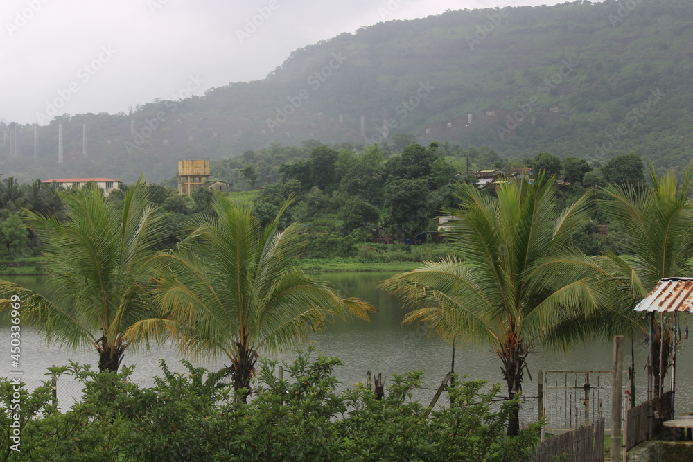 Coconut trees near Khopoli dam