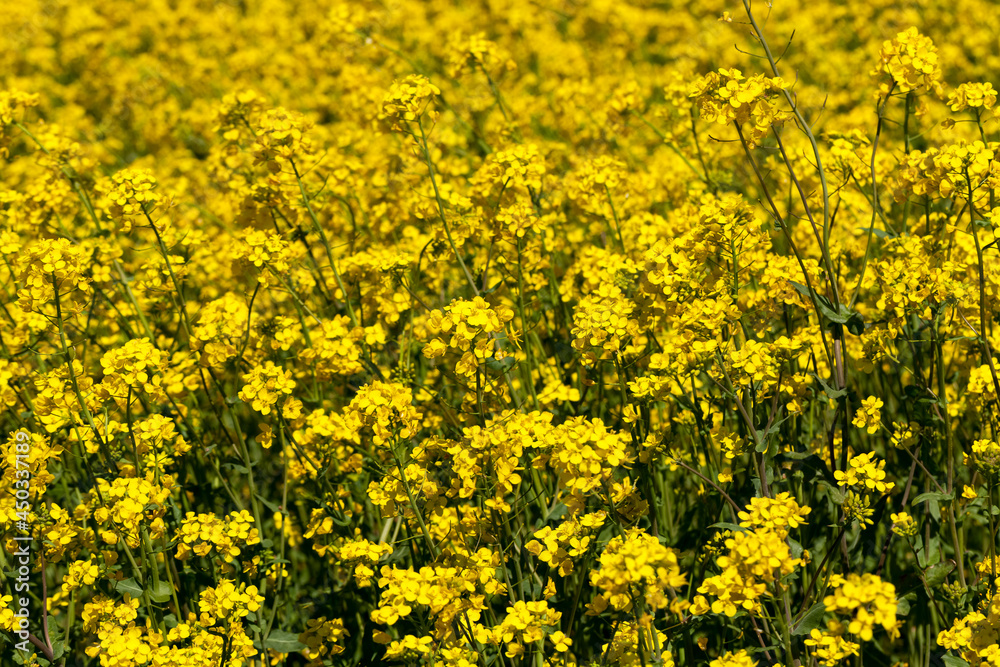 flowering rapeseed with a lot of yellow flowers