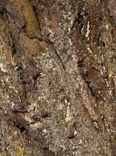 the bark of a tree with the features of its structure