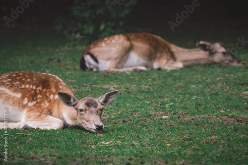 Fototapeta Naklejka Na Ścianę i Meble -  European fallow deer lying on the grass