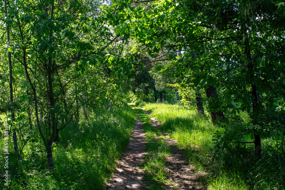 dirt path through the forest on a bright day dirt path through the forest on a bright day