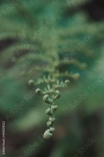 Young green fern within lush foliage with blurry background