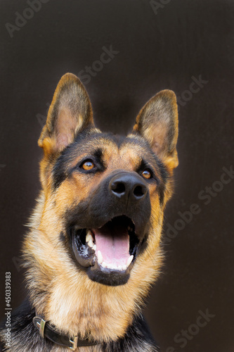 Portrait of a German Shepherd on black background