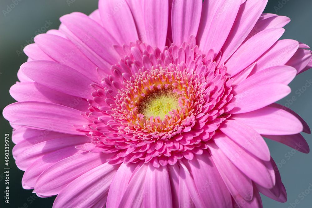 Close up pink inflorescence of gerbera daisy Close up pink inflorescence of gerbera daisy