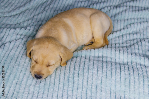 Small cute labrador retriever puppy dog sleeping on a bed © olyasolodenko