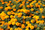 Marigolds on the flowerbed