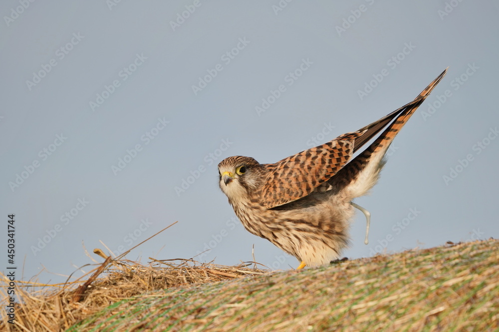 Common kestrel resting on a hay bale. Portrait of a european kestrel. Falco tinnunculus. Common kestrel resting on a hay bale. Portrait of a european kestrel. Falco tinnunculus.
