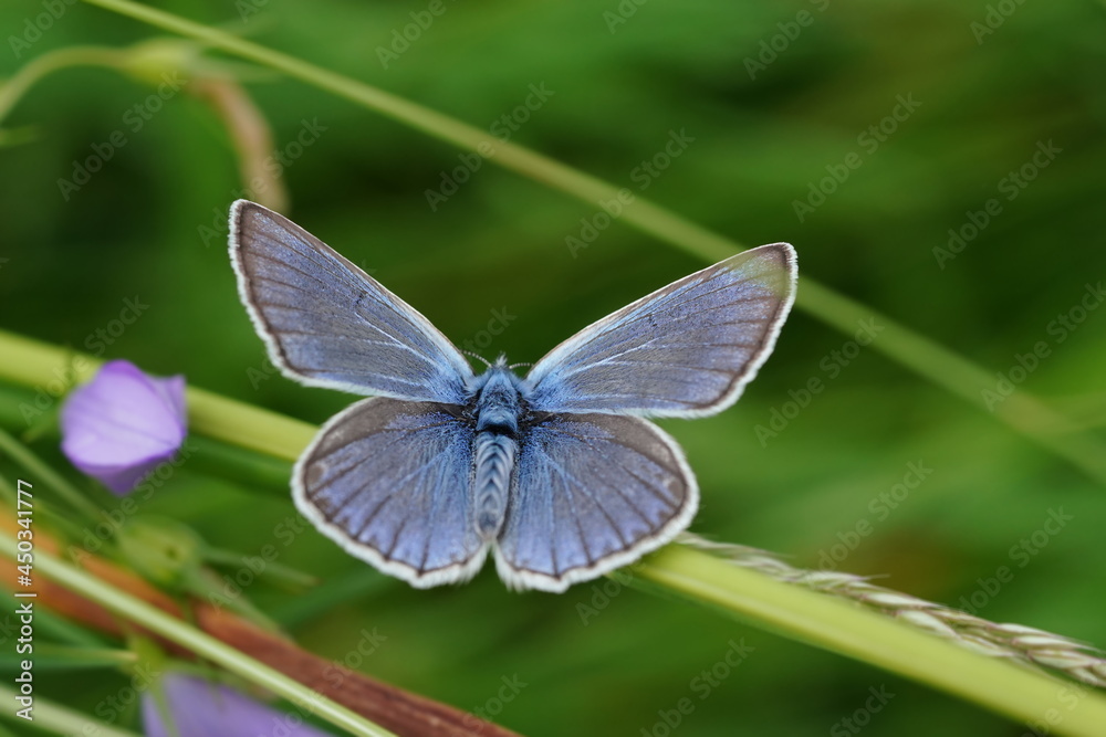 Portrait of a beautiful Amanda's blue butterfly. Polyommatus amandus Portrait of a beautiful Amanda's blue butterfly. Polyommatus amandus