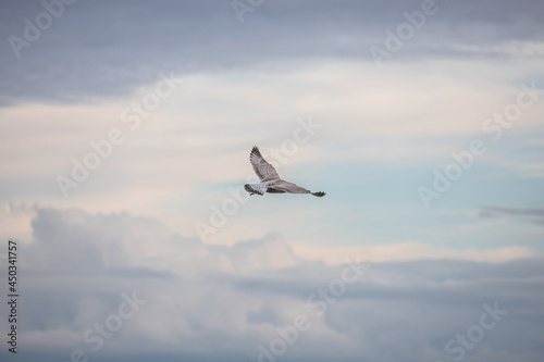 A petrel is hovering in the sky with its wings spread wide.