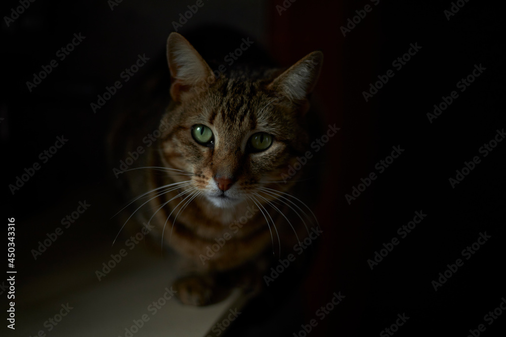 Closeup of adult tabby cat