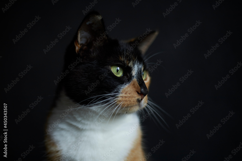 Tortoise shell house cat close up portrait on isolated dark background