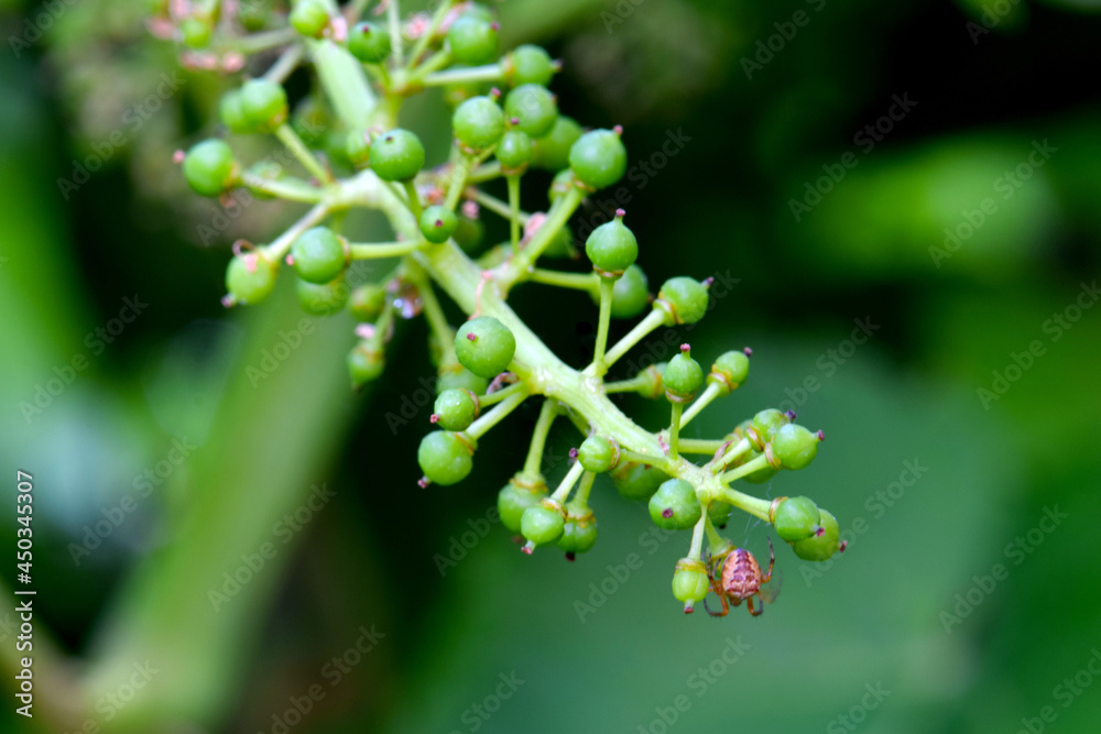 Grape Spider 01 Grape Spider 01