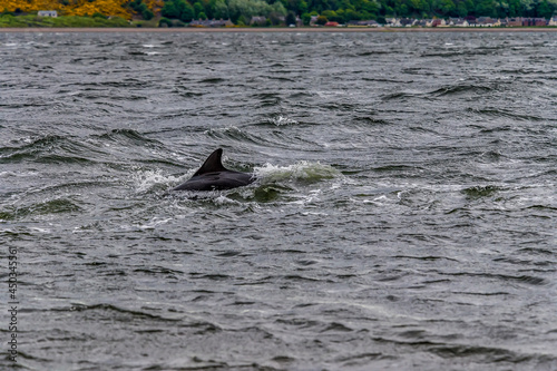 A dolphin swims offshore in the Moray Firth off Chanonry Point, Scotland on a summers evening