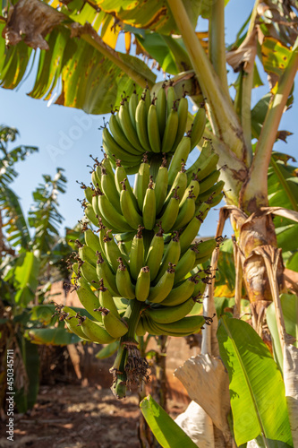 banana bunch in the banana tree in Brazil