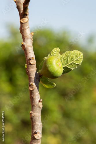 fruit fig straight from the foot in Brazil