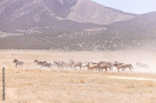 Wild Horses in the Dusty Utah Desert