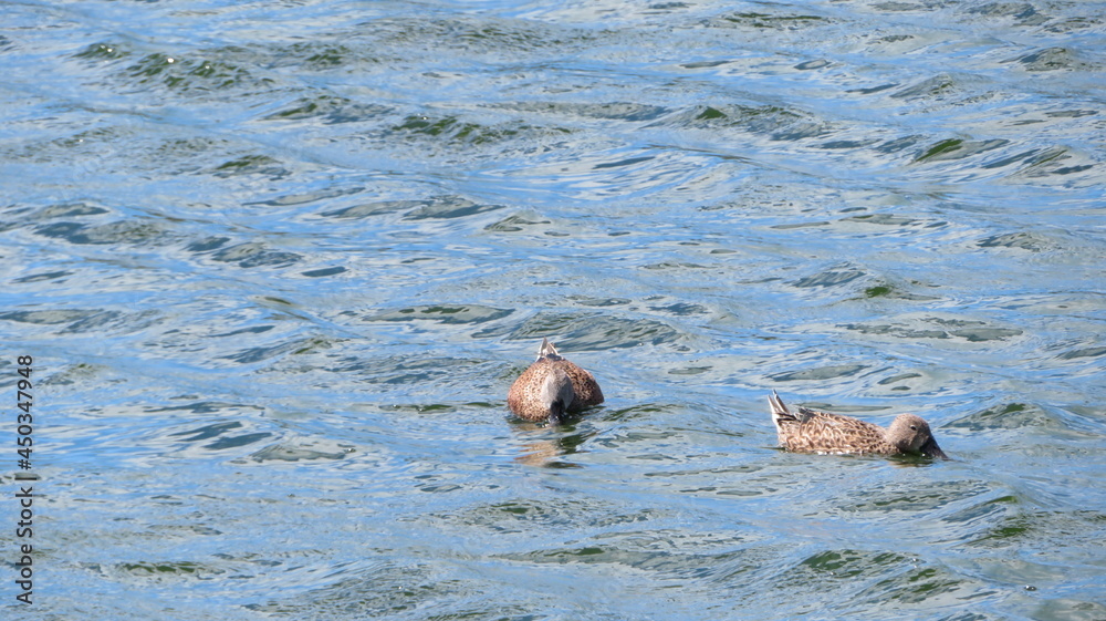 Fototapeta premium Patos