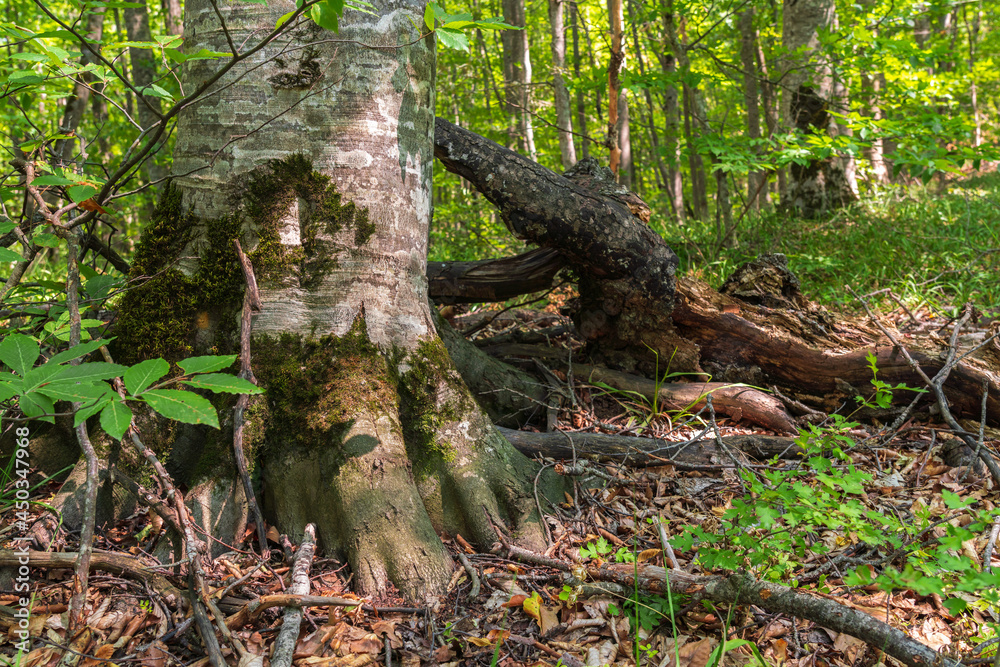 Trunk of an old tree in a green forest Trunk of an old tree in a green forest