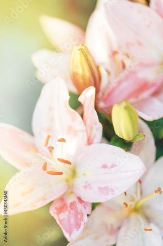 Vertical photo of blooming pink lilies on blurred background