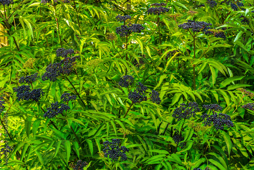 Black elderberry fruit in the forest