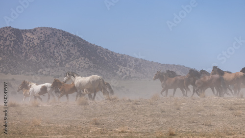Wild Horses in the Dusty Utah Desert