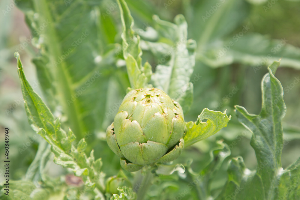 Close-up of globe artichoke growing in garden bed allotment garden in early summer Close-up of globe artichoke growing in garden bed allotment garden in early summer