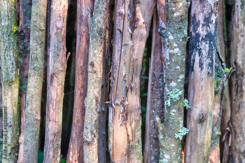 Old Wooden Background. Wood texture used to made backgrounds for your designs to be good and beautiful. Old Wooden Background. Wood texture used to made backgrounds for your designs to be good and beautiful.