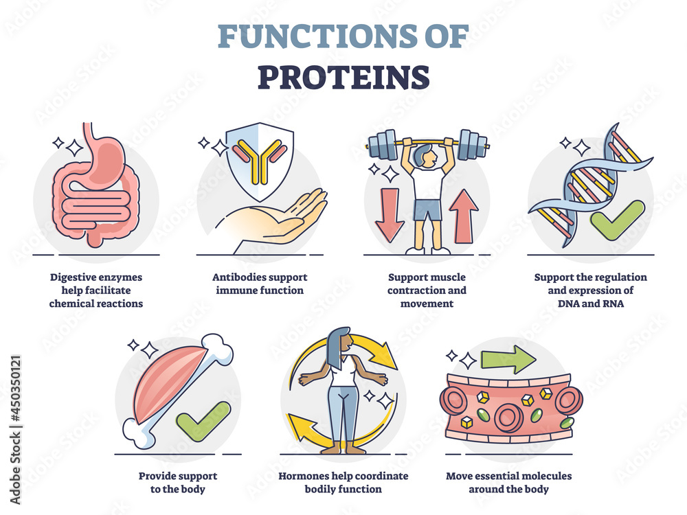 Functions of proteins with anatomical roles in body outline collection set. Labeled educational list with molecules support for immune system, muscle strength and transportation vector illustration.