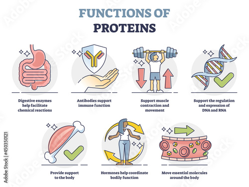 Functions of proteins with anatomical roles in body outline collection set. Labeled educational list with molecules support for immune system, muscle strength and transportation vector illustration. photo