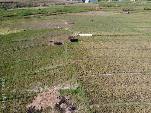 aerial panorama of after harvest agrarian rice fields landscape in the village of kendal , Central Java, like a terraced rice fields ubud Bali Indonesia photo