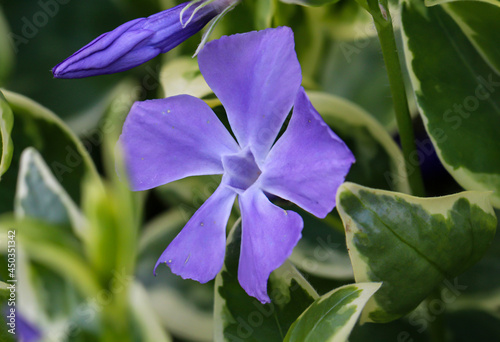 Quadro su tela Die Blüte des Immergrün, Apocynaceae in einem Naturgebiet.