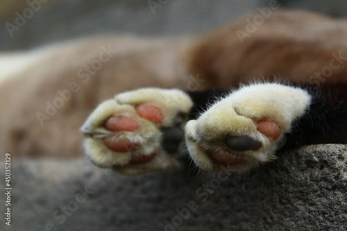 Cat's paws pads close-up fluffy fur covered with pollen