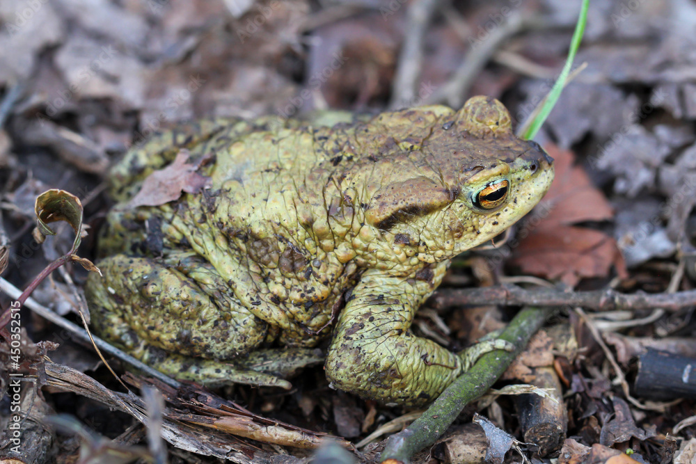 Eine Nahaufnahme einer Erdkröte, einer Bufo Bufo. Eine Nahaufnahme einer Erdkröte, einer Bufo Bufo.