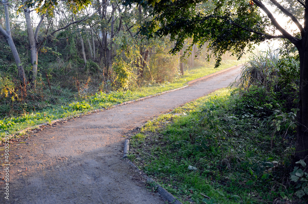 Obraz premium 早朝の散歩道