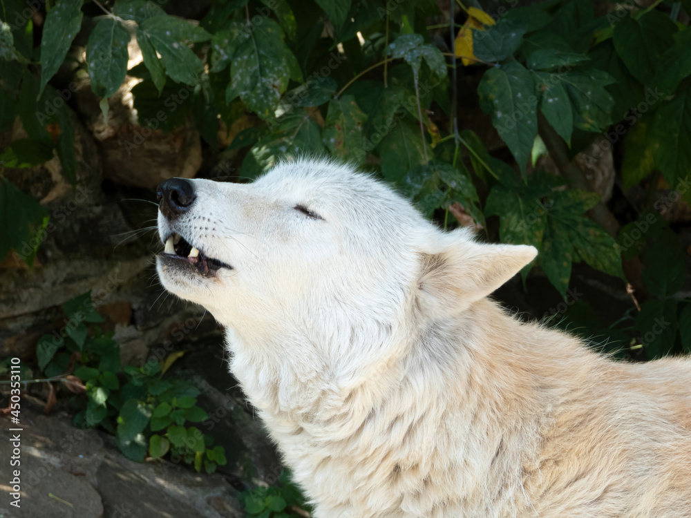 Howling Tundra wolf. Canis lupus albus. Turukhan wolf Howling Tundra wolf. Canis lupus albus. Turukhan wolf