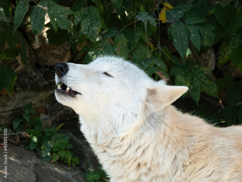 Howling Tundra wolf. Canis lupus albus. Turukhan wolf