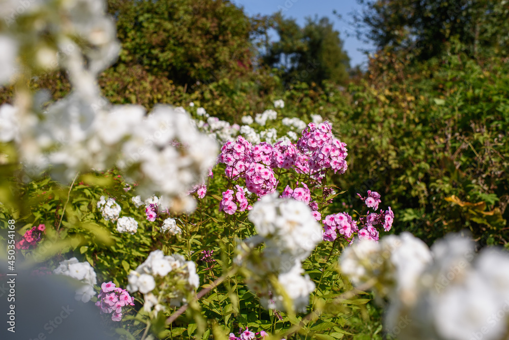 Obraz premium Close up of phlox flowers in garden