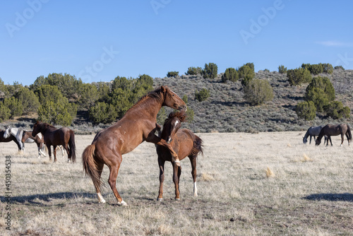 Fototapeta Naklejka Na Ścianę i Meble -  Pair of Wild Horse Stallions Fighting in the Utah Desert