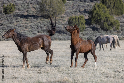 Pair of Wild Horse Stallions Fighting in the Utah Desert