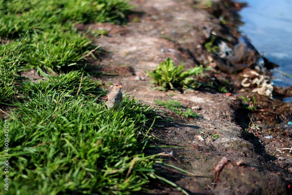 bird in the grass bird in the grass