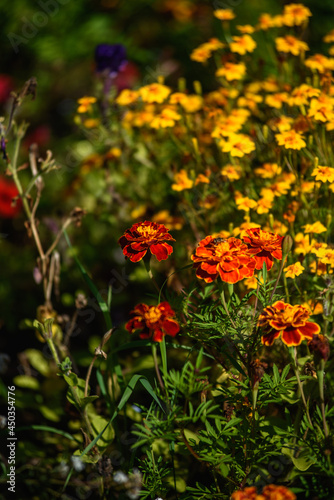Close up of marigolds flowers © Grigoriy