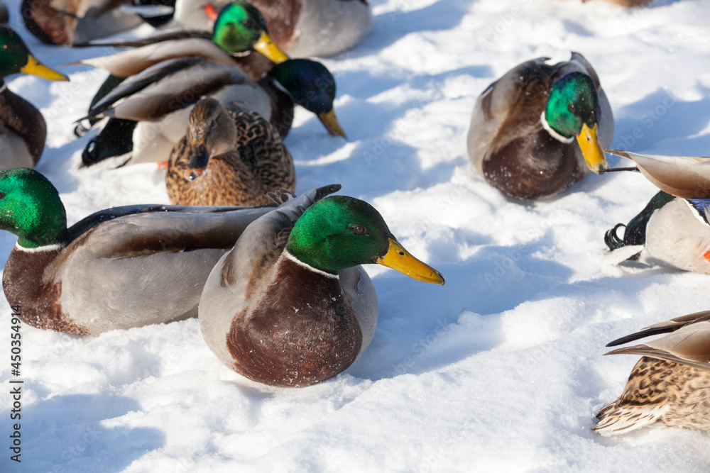 ducks live in the city near the river, in winter they are fed by people ducks live in the city near the river, in winter they are fed by people
